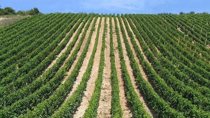 The Loire Valley Wine Vineyard.JPG