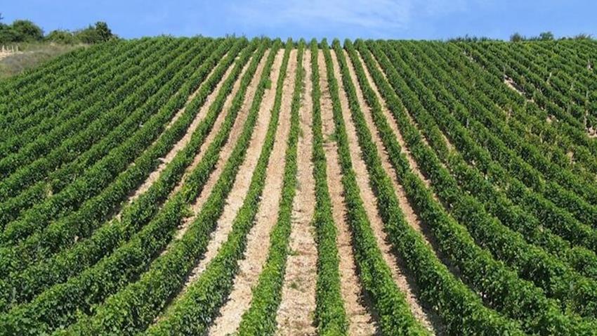 The Loire Valley Wine Vineyard.JPG