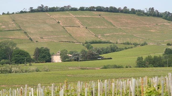 Beaujolais Wine Region Vineyard.JPG