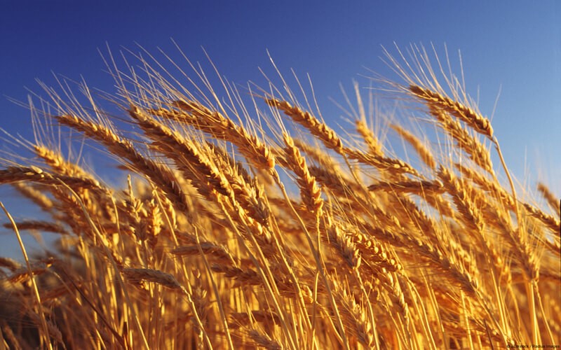 wheat-grain (1).jpg