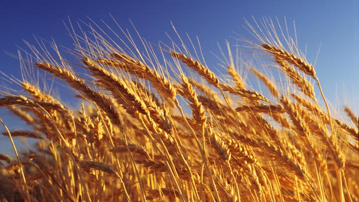 wheat-grain (1)