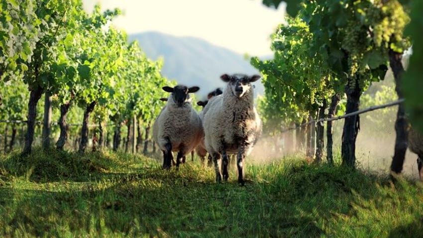 Sheep in primus Vineyard.JPG