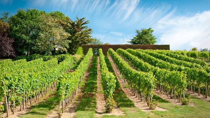 Chenin Blanc Loire Vineyard