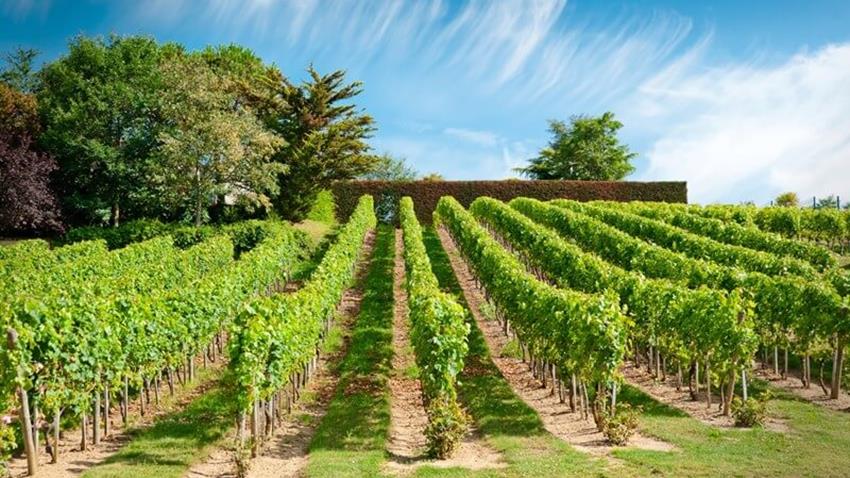 Chenin Blanc Loire Vineyard