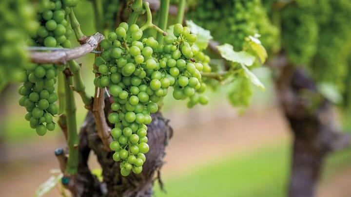 Wine Grapes on Vine.JPG