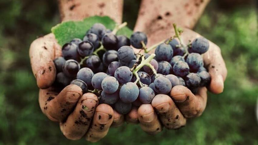 Grapes In Hand.JPG