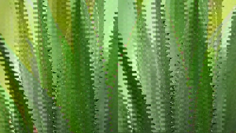 Agave Tequila Plant.jpg