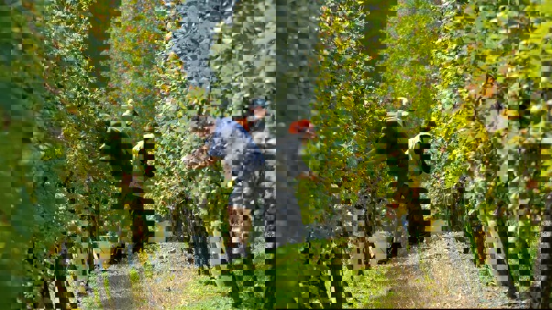 Grape Harvest.JPG