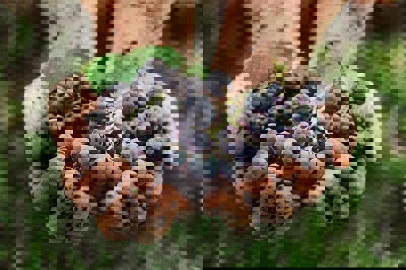 Grapes In Hand.JPG